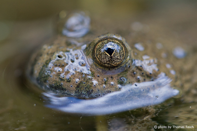 Yellow-bellied toad eye and heart shaped pupils