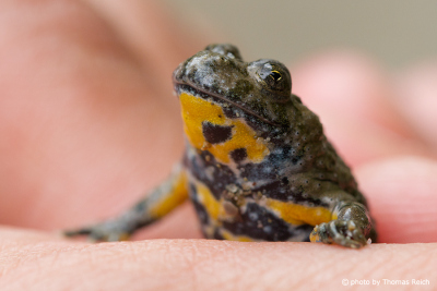 Baby Yellow-bellied Toad color