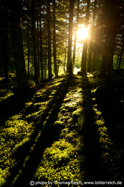 Tannenwald mit Sonnenstrahlen