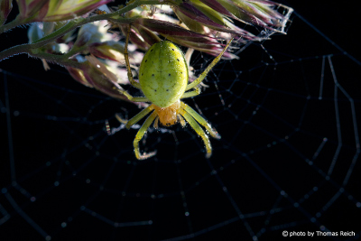 Cucumber Green Spider appearance