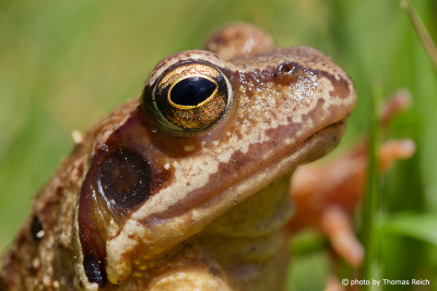 Common Frog in the garden