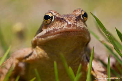 Common Frog movement