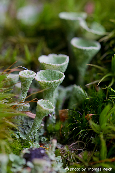 Trompetenflechte, Cladonia fimbriata im Wald