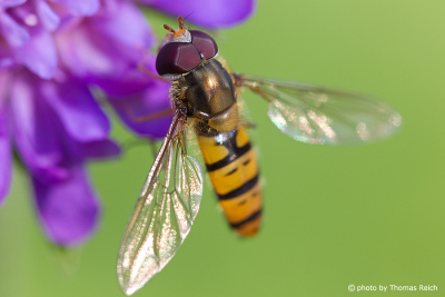 Marmalade Hoverfly wings