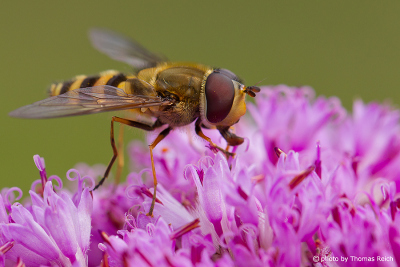 Marmalade Hoverfly on pink blossom