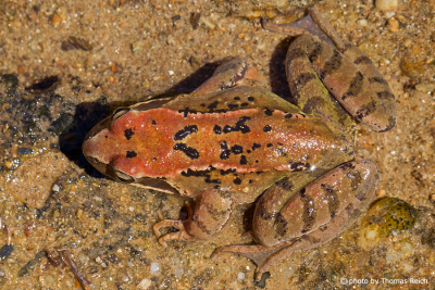 Common Frog hind legs