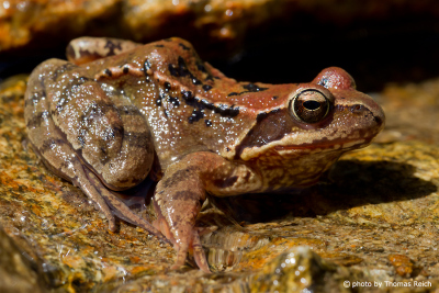 Common Frog sitting on a rock