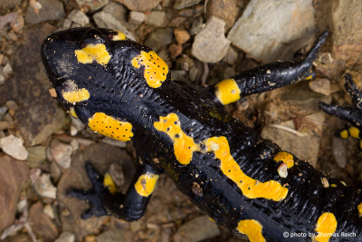 Fire Salamander black and yellow spots