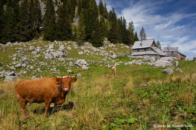 Kuh auf Alm in Slowenien