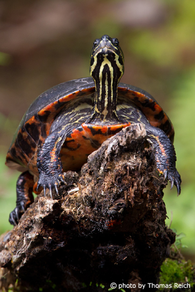 Wasserschildkröte in Florida, USA
