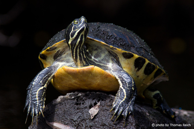 Florida-Rotbauch-Schmuckschildkröte Lebensraum