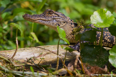 Alligator Jungtier sonnt sich