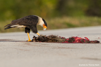 Northern Crested Caracara feeds on carrion