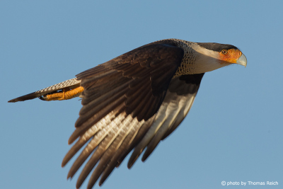 Northern Crested Caracara in flight