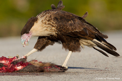 Female Northern Crested Caracara feeds on carrion