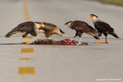 Northern Crested Caracaras eating carrion on the street
