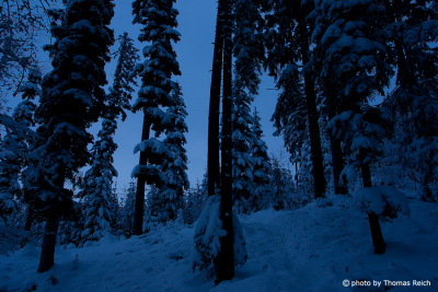 Blue Hour fir forest