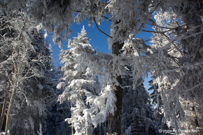 Winter forest in sunshine