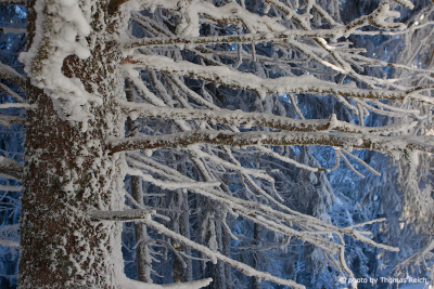 Snowy fir branches