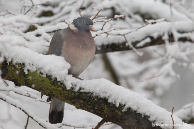 Common Wood Pigeon in winter