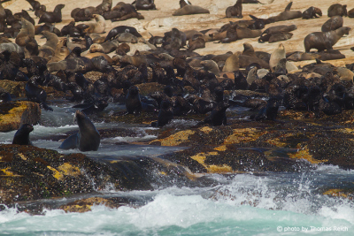 Brown fur seals habitat