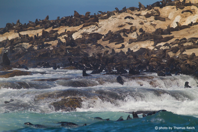 South African fur seals on Seal Island, False Bay