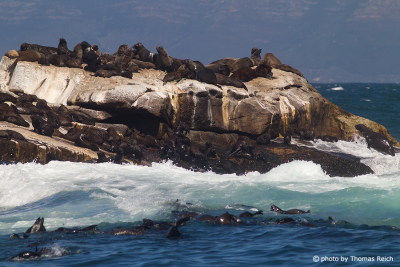 South African fur seals in South Africa