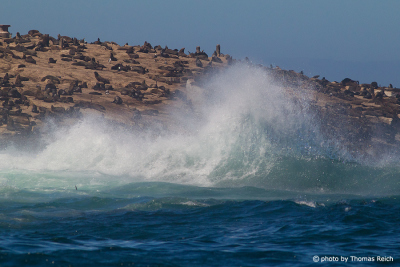Robben Seal Island