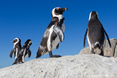 African Penguins in Simon´s Town, South Africa
