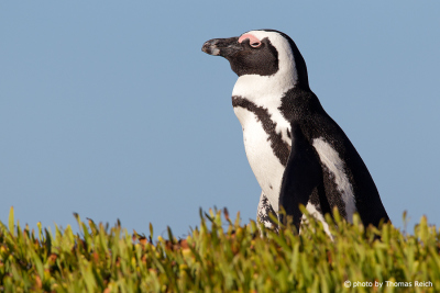African Penguin at Cape Peninsula