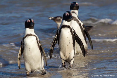 Pinguine Boulders Beach Südafrika
