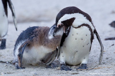 African Penguin feeds chick