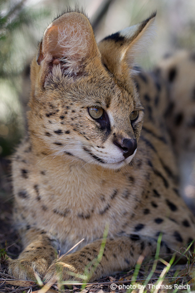 Serval appearance