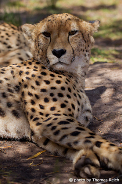 Cheetah paws