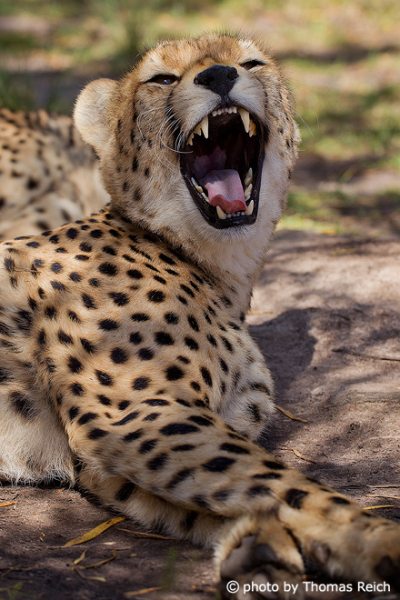 Cheetah set of teeth
