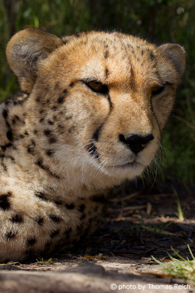 Cheetah ears