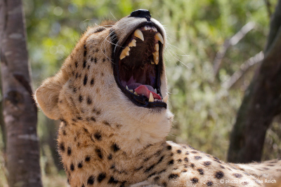 Gepard Gähnen