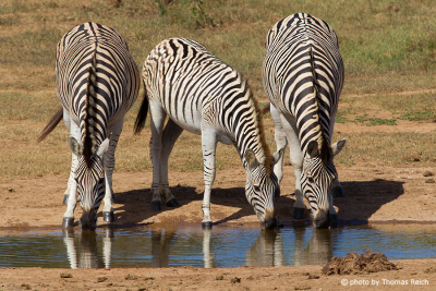 Durstige Zebras am Wasserloch im Etosha Nationalpark