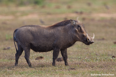 Common Warthog two pairs of tusks