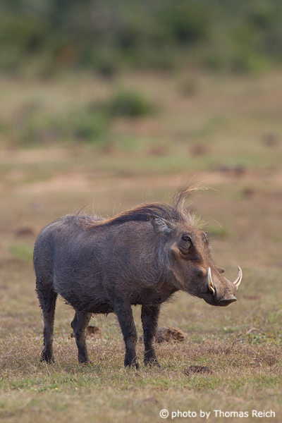 Common Warthog in the savannah of africa