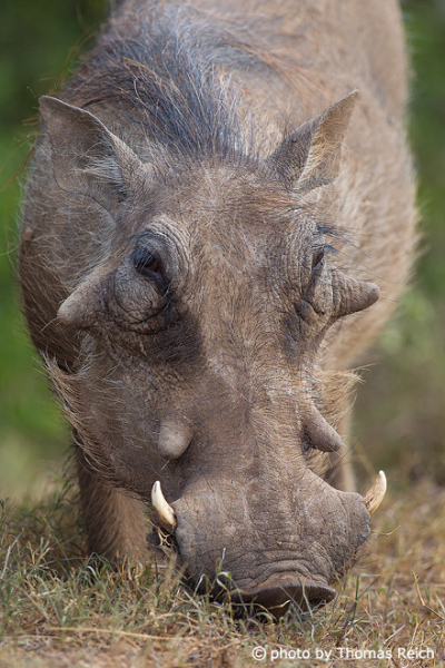 Common Warthog eat