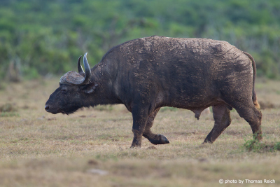 Afrikanischer Büffel in Südafrika