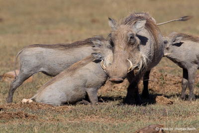 Common Warthog female feeding babies