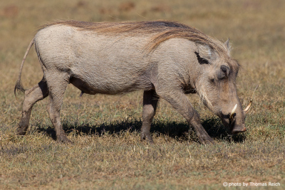 Warzenschwein Gewicht