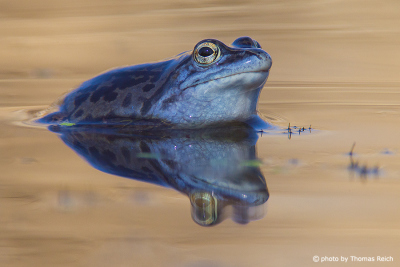 blue color of Moor Frog male