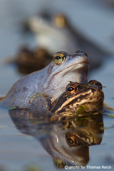 Moor Frog reproduction