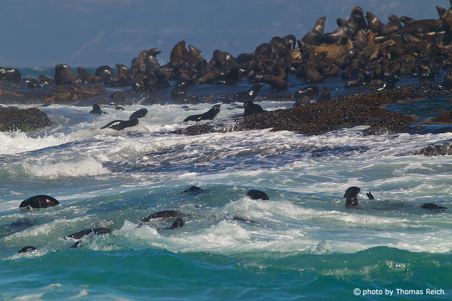 Robbenkolonie auf Seal Island, Südafrika