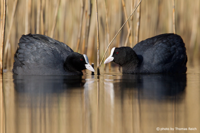 Eurasian Coots Territory fight