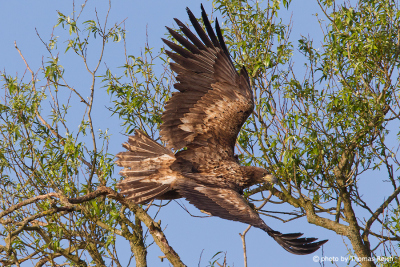 Young white-tailed eagle flies a short distance