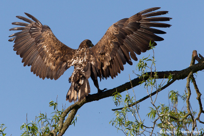 Young White-tailed Eagle fledged